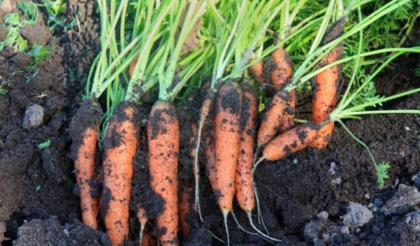 Как сажать морковь семенами в открытый грунт? морковь: посадка и уход в открытом грунте