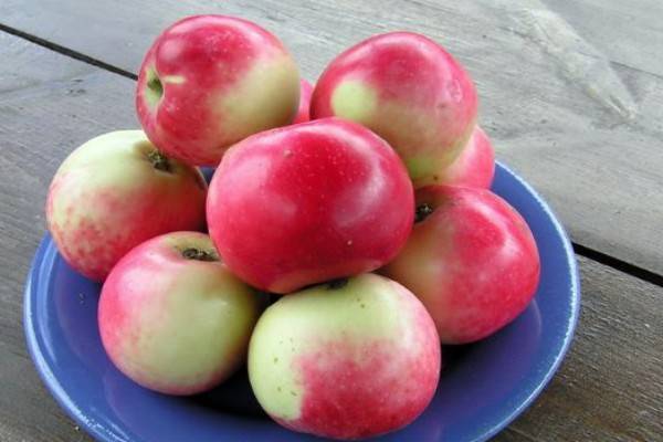 Сорт яблони солнцедар: фото, отзывы, описание, характеристики