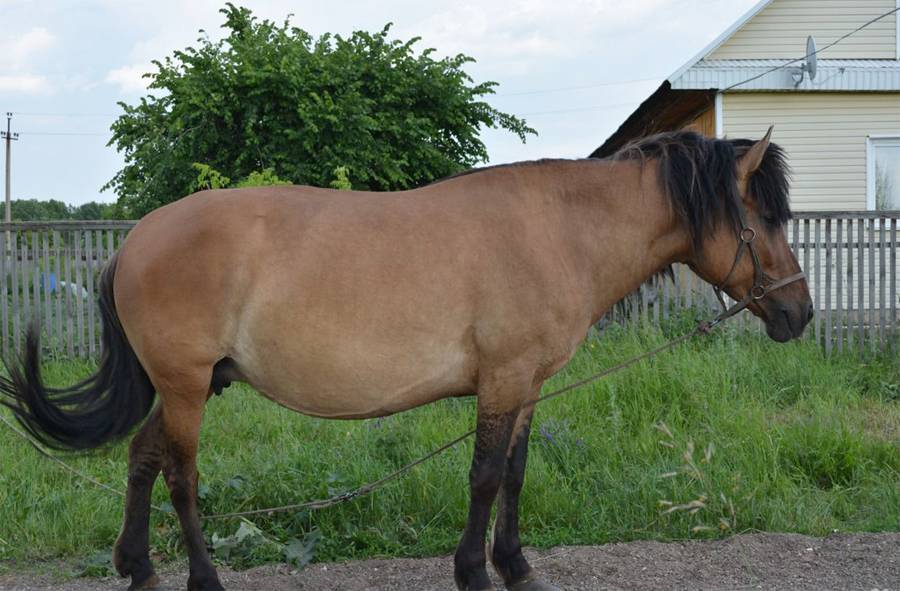 Башкирская лошадь особенности и перспективы разведения