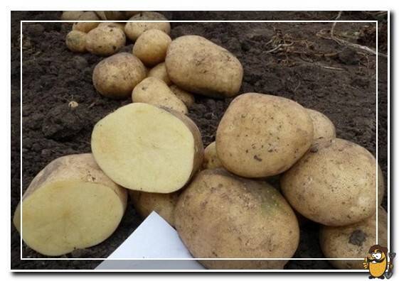 ✅ аризона: описание семенного сорта картофеля, характеристики, агротехника - tehnomir32.ru