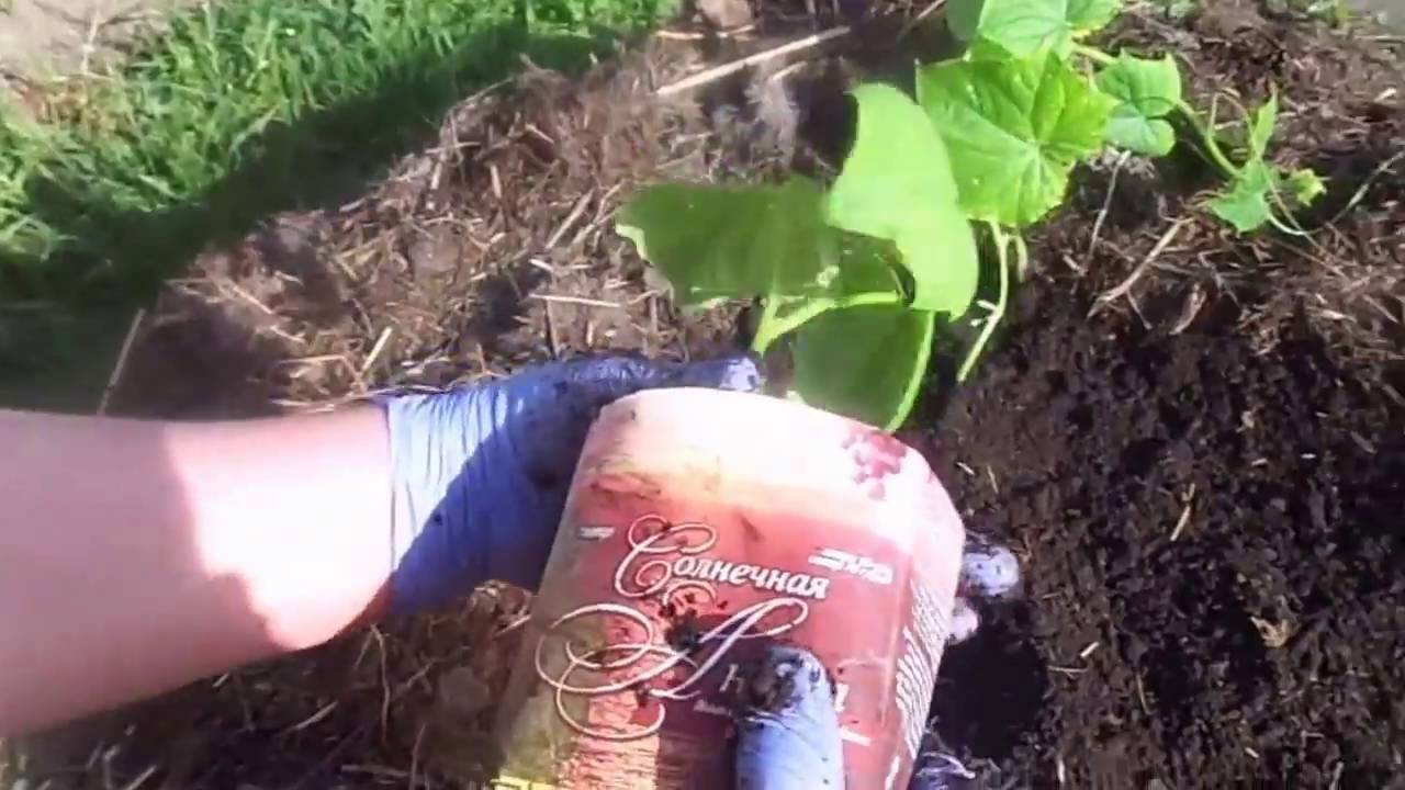 Посадка огурцов семенами в открытый грунт: как и когда сажать овощ