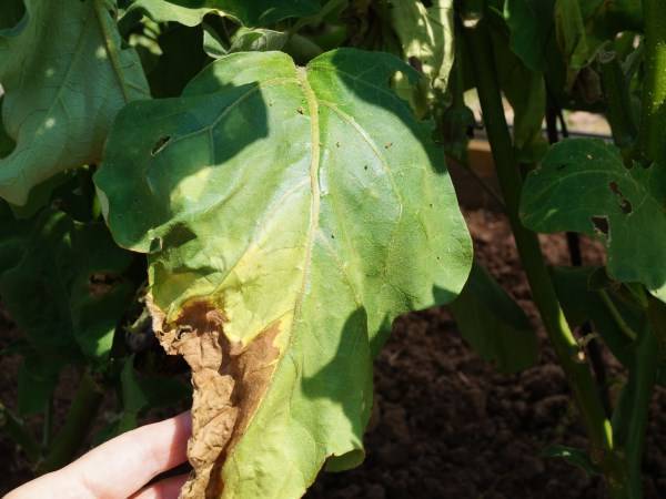 Почему листья баклажана увядают и сохнут