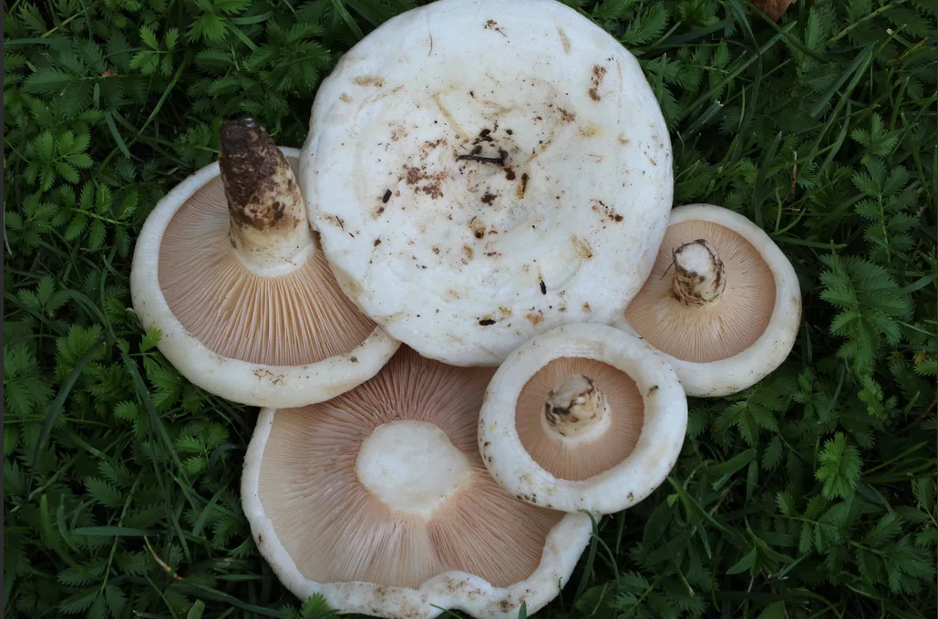 Груздь осиновый - описание, где растет, ядовитость гриба