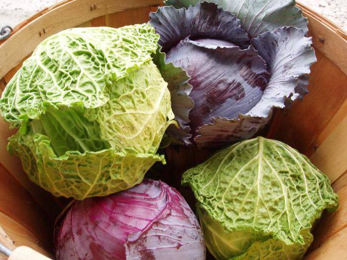 Савойская капуста: полезные свойства овоща | food and health