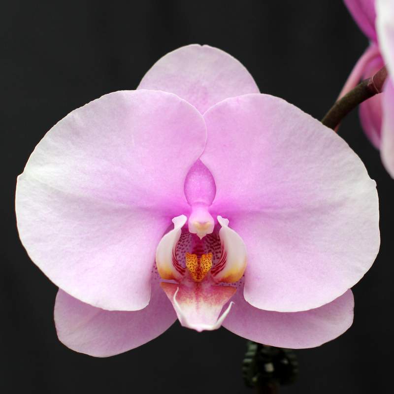 Описание орхидеи Легато бабочка