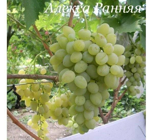 Виноградный сорт алекса, характеристика и особенности