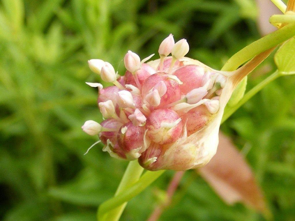 Чеснок  — выращивание из бульбочек