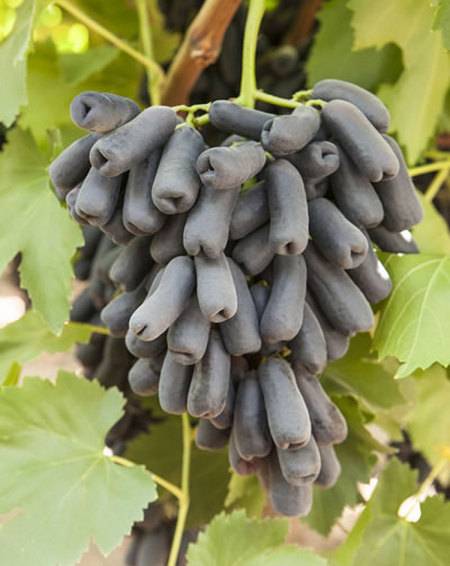 Бескосточковый сорт кишмиша — черный виноград