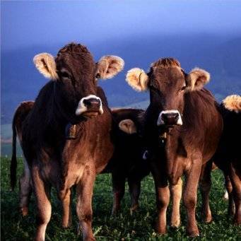 Паразитарные болезни у коров и их лечение