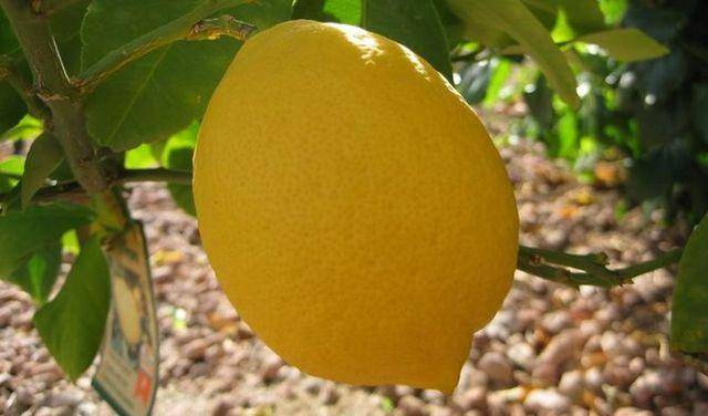 Комнатный лимон