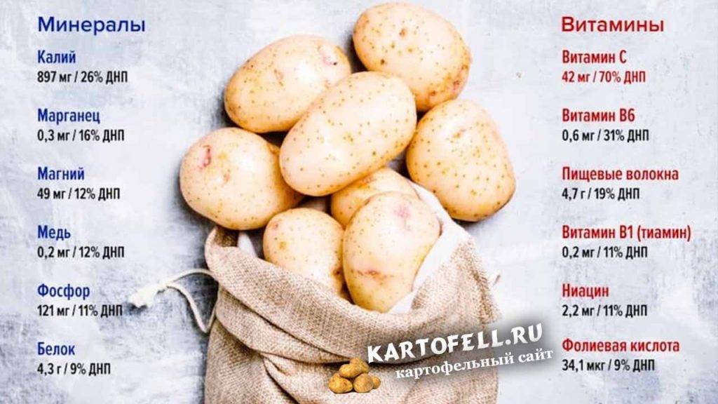 Картофель: польза и вред для организма человека