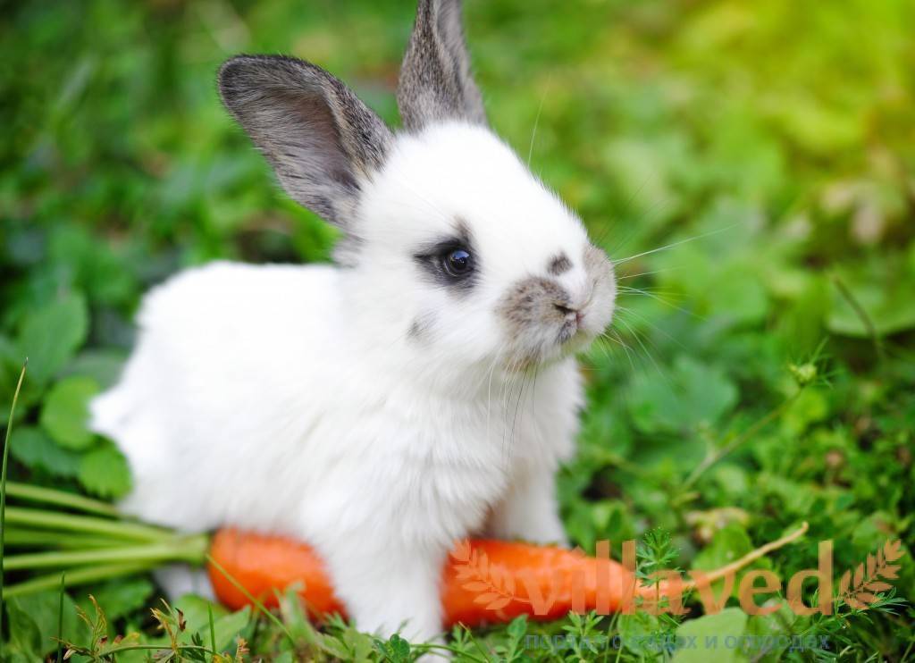 Веточный корм для кроликов: какой можно давать