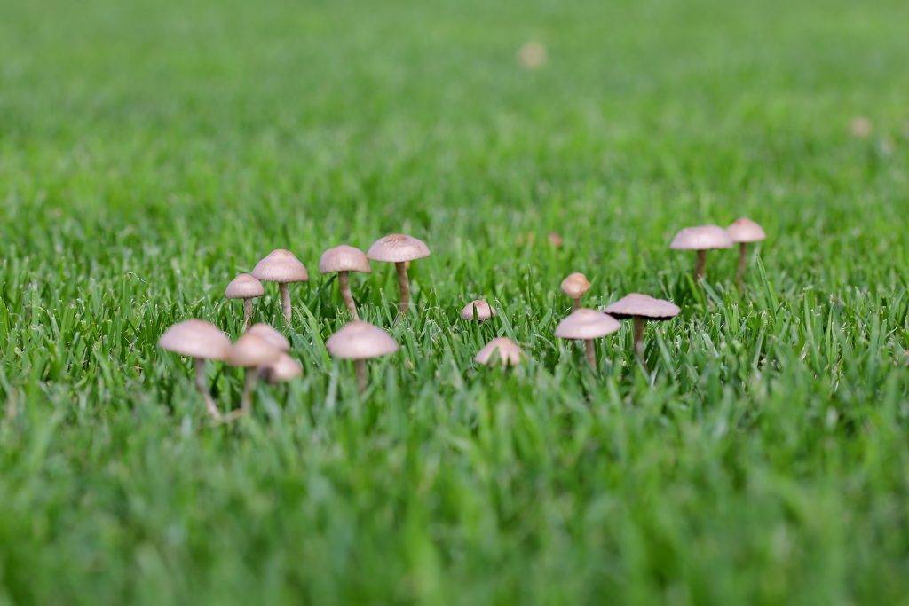 Как избавиться от грибов на газоне
