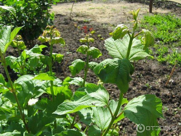 Табачная пыль: применение в садоводстве