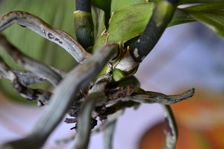Корневая гниль на орхидее: помощь начинающим цветоводам. что делать, если все корни загнили?