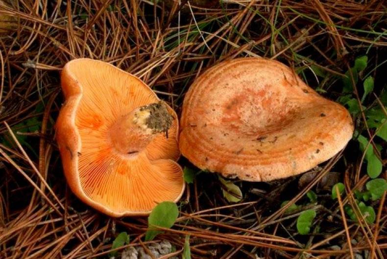 Рыжик — съедобный гриб, где и как растет, фото.