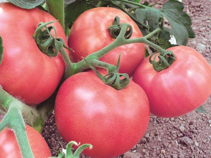 Особенности и правила выращивания томатов сорта «вельможа»