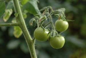 Удобрения для роста томатов