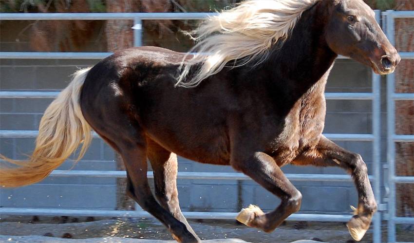 Американские породы лошадей: фото, виды, характеристики, описание и история