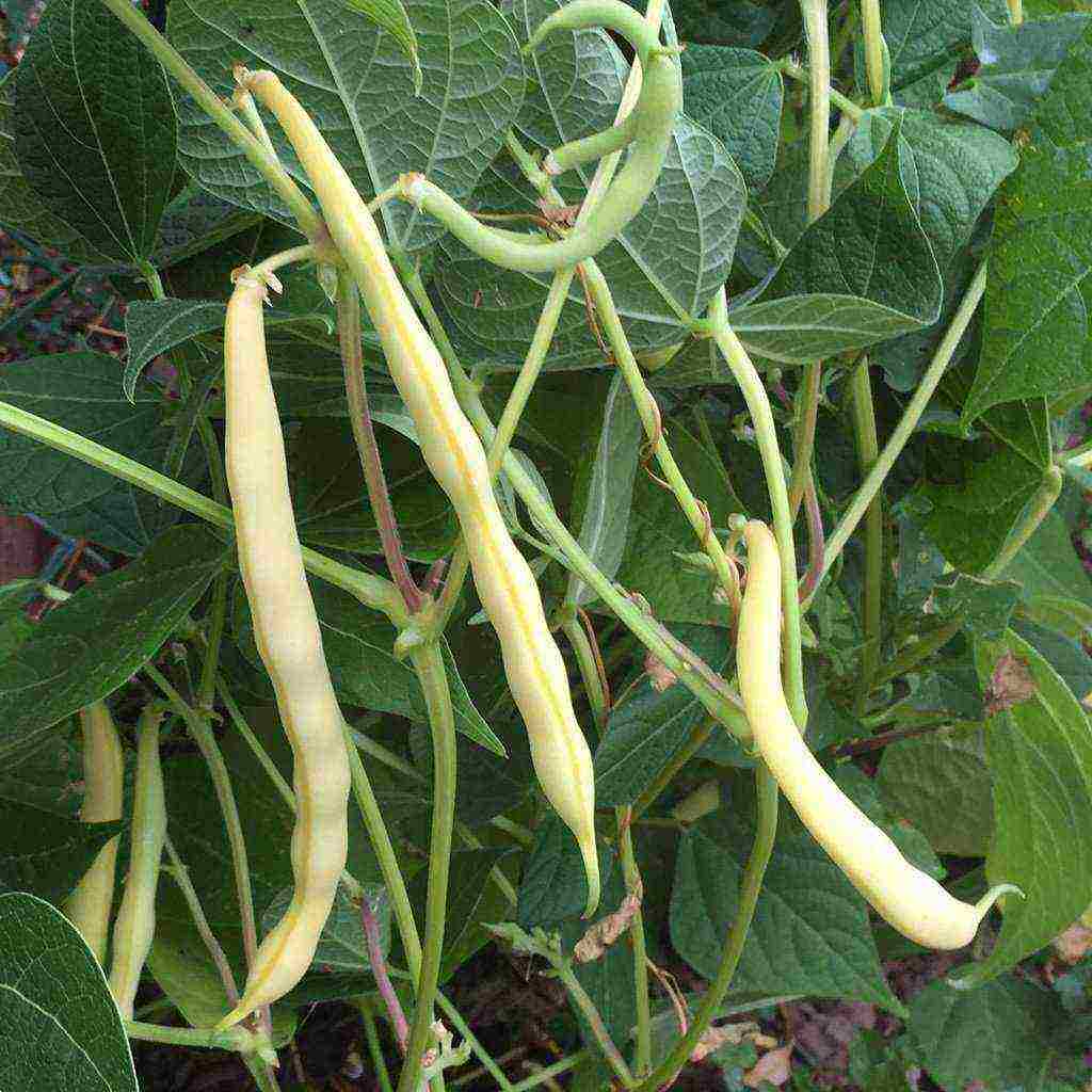 Как сажать фасоль в огороде и на даче — советы огородников для лучшего урожая бобовой культуры