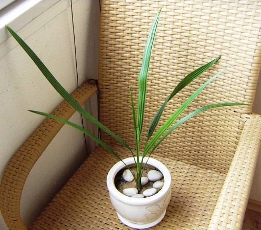 Домашняя финиковая пальма из косточки в комнатных условиях