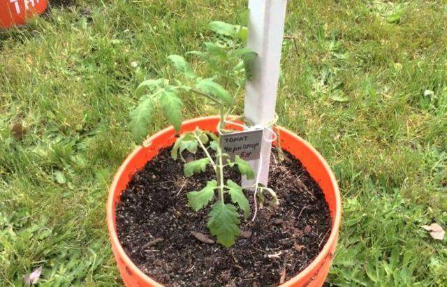 Температура для выращивания томатов: оптимальная, для рассады, в домашних условиях, в теплице