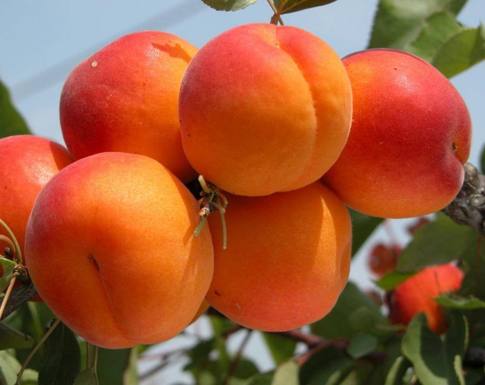 Сорт абрикоса триумф северный: описание, фото