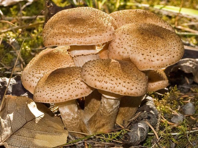 Тонкости сбора опят: где и когда следует искать эти маленькие грибы. время и условия роста грибов опят в лесу