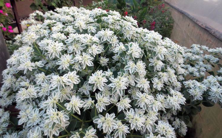 Молочай окаймленный - характеристики цветка с фото, выращивание из семян selo.guru — интернет портал о сельском хозяйстве