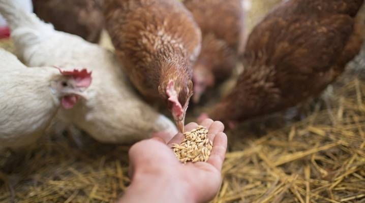 Хлеб для кур как давать? польза и вред хлеба для птицы