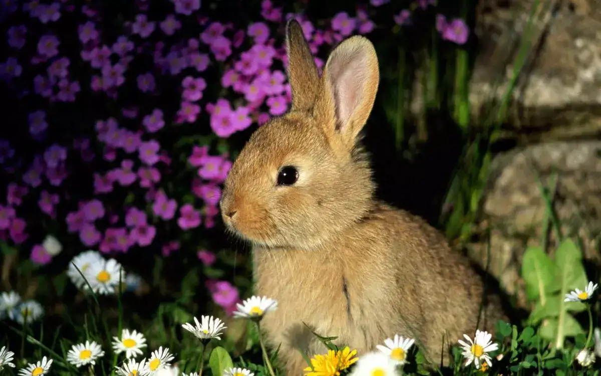 Интересные факты о кроликах