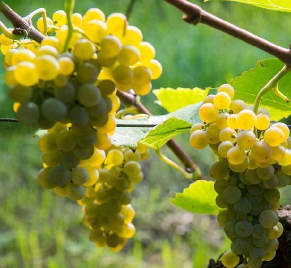 Описание плодового винограда сорта солярис и его характеристики, плюсы и минусы - всё про сады