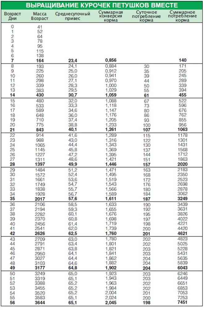 Какой должен быть вес у бройлеров: таблица по дням, неделям и месяцам, нормы прироста у цыплят