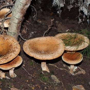 Свинушки – самые спорные грибы русского леса - грибы собираем