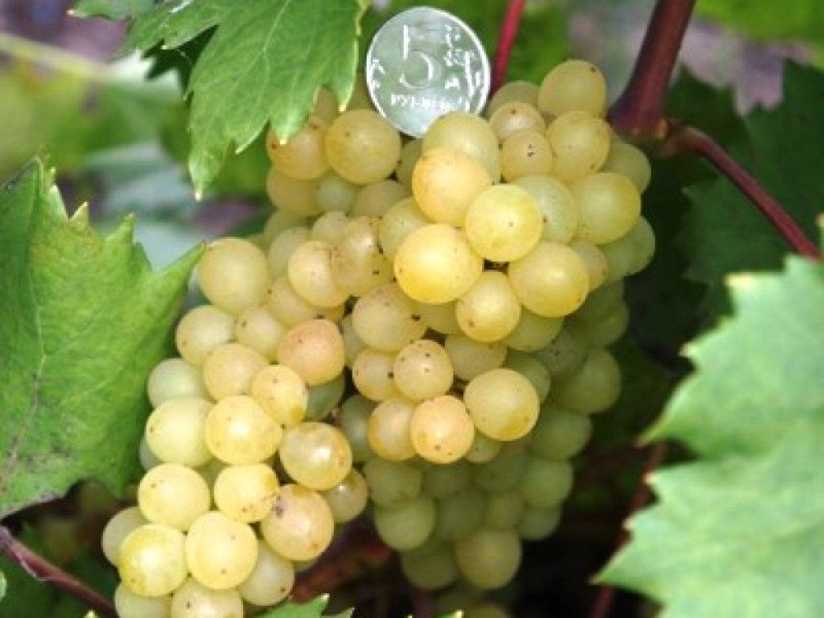 Виноград кишмиш: описание сорта с характеристикой и отзывами, особенности посадки и выращивания, фото и видео по теме