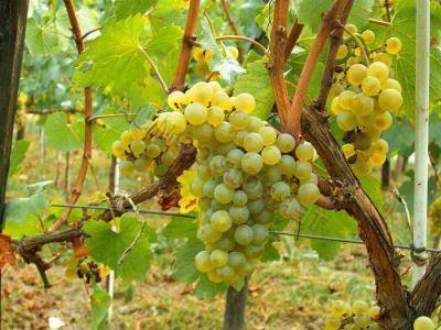 Виноград солярис - мир винограда - сайт для виноградарей и виноделов