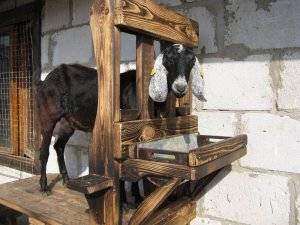 Сарай для козы своими руками: как построить и как учесть все самые важные моменты