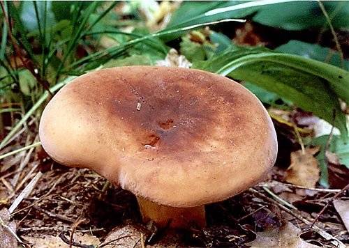 Гриб подмолочник (молочай, груздь красно-коричневый, lactarius volemus): как выглядит гриб, где и как растет, съедобный или нет