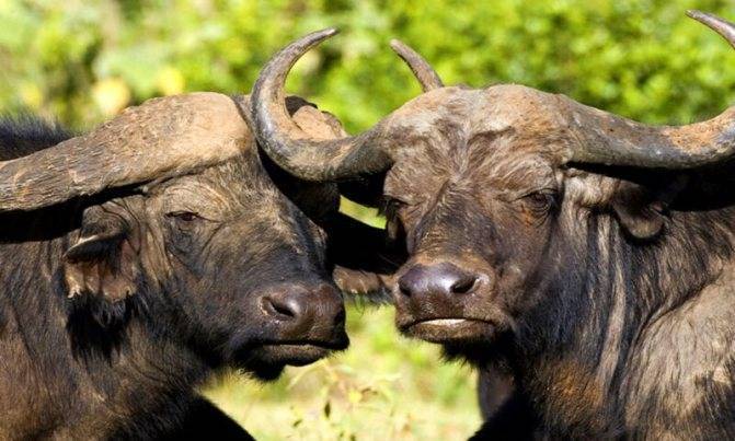Индийский буйвол индийский буйвол: кратко и понятно