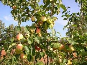 Правила посадки и выращивания яблони Китайки