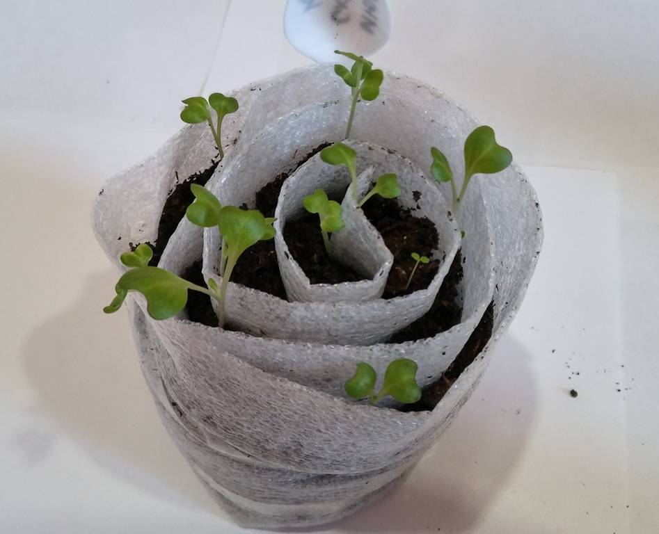 Как правильно посадить и выращивать томаты в улитке на рассаду