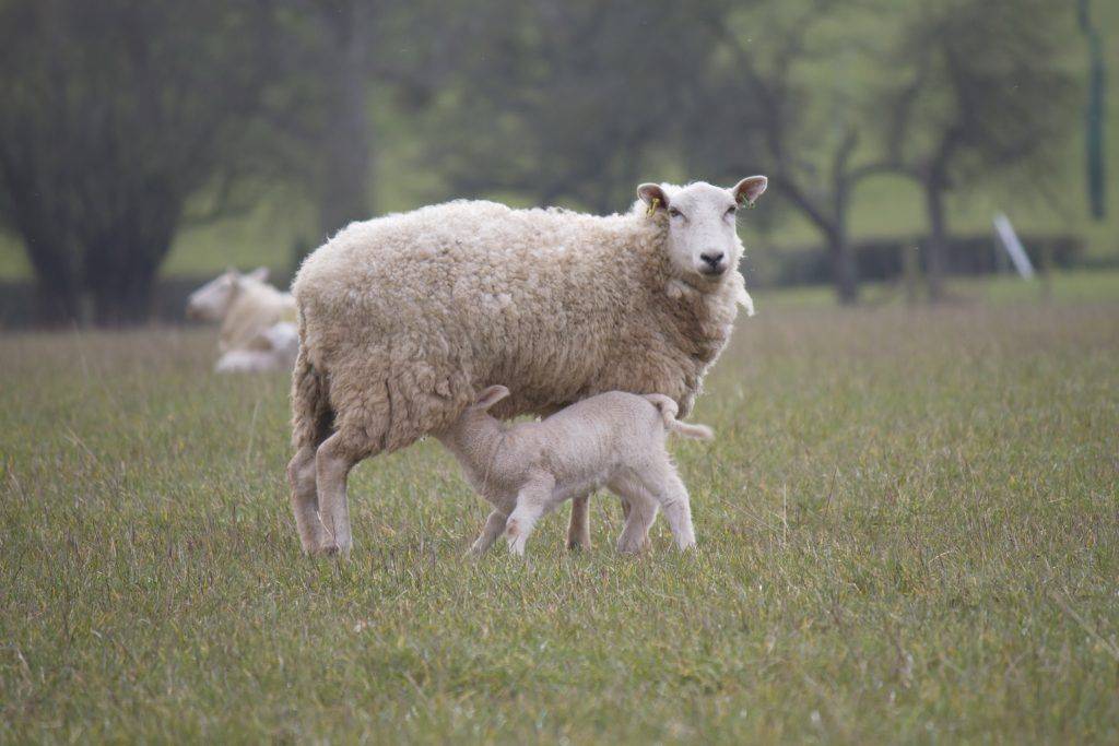 Кормление овец: правила составления рациона, особенности питания в разное время года