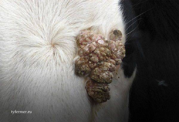 Бородавки на вымени у коровы: чем лечить, причины