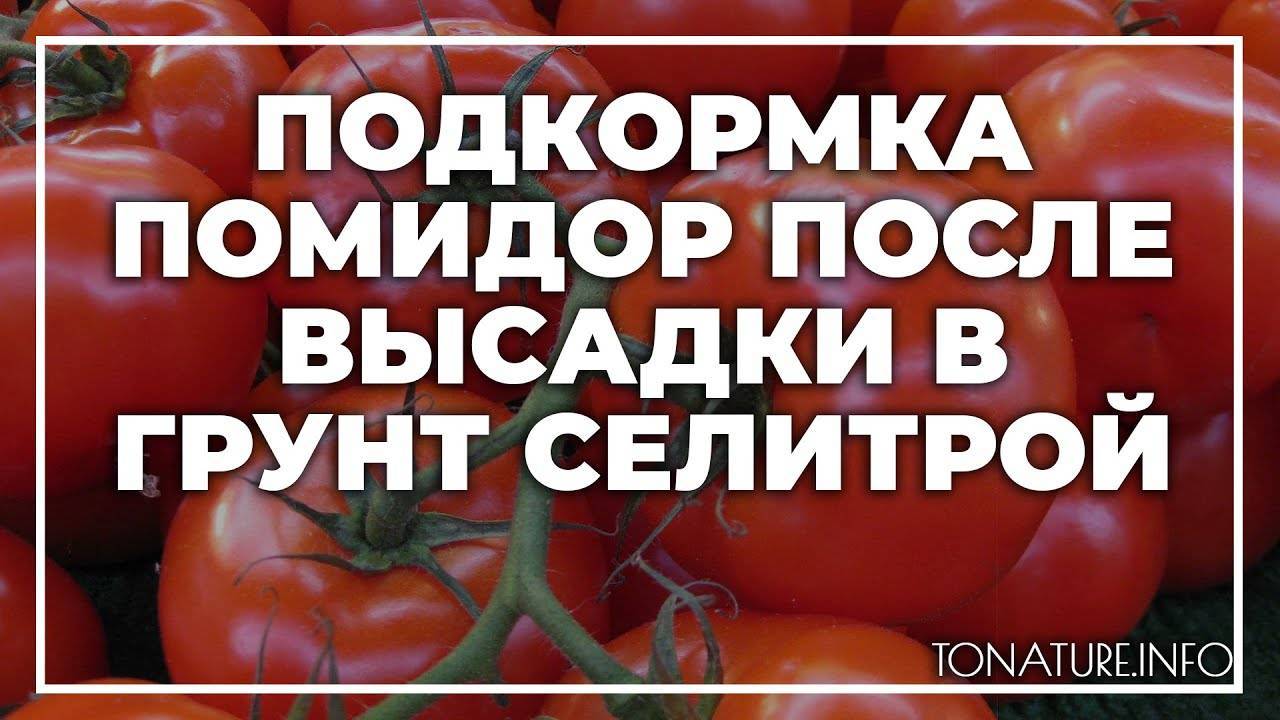 Раскрываем секреты: чем удобрять помидоры при посадке, чтобы они быстрее росли и обильнее плодоносили
