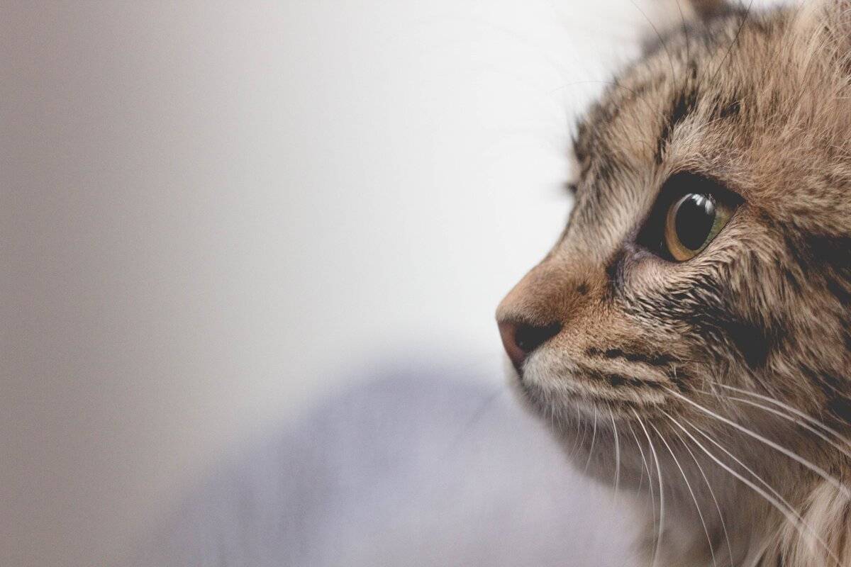 Какой запах отпугивает кошек: ароматы, которые они не любят, борьба с вредными привычками питомца, как отучить животное гадить где попало