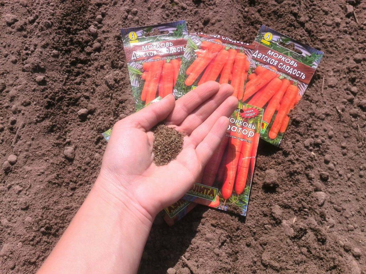 Посадка моркови под зиму. преимущества, сорта моркови, сроки посадки