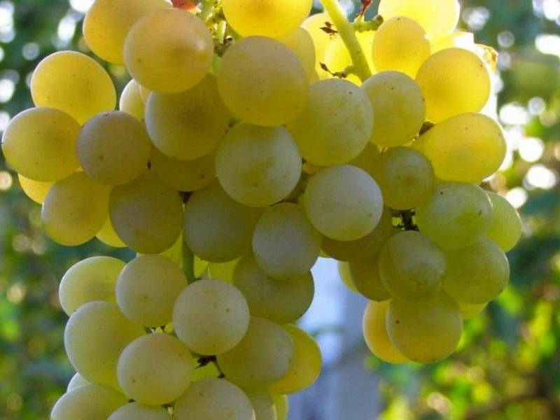 Лучшие морозостойкие сорта винограда: характеристики, описание, критерии выбора