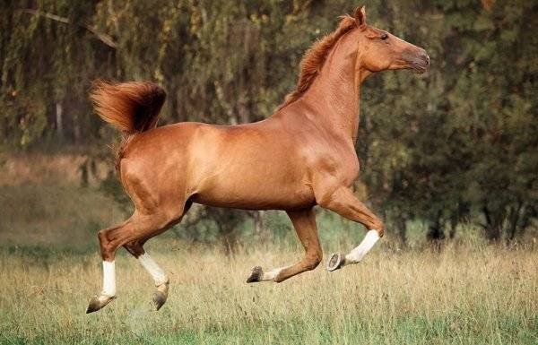 Тракененская порода лошадей — характеристика