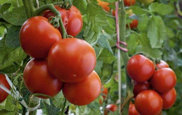 Чем подкармливать помидоры во время цветения и плодоношения