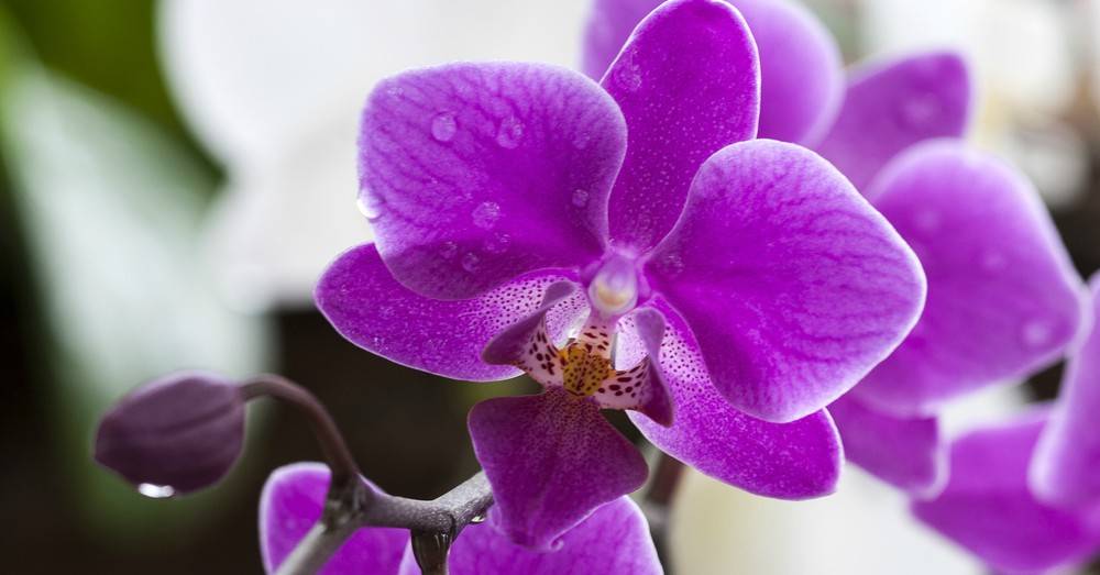 Как правильно обрезать орхидею после цветения в домашних условиях?